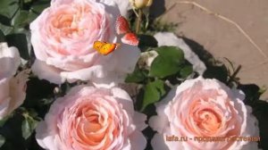 Роза чайно-гибридная Андре Ле Нотре (Rose Andre Le Notre) ? обзор: как сажать, саженцы розы