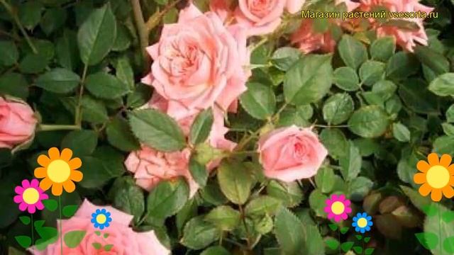 Роза миниатюрная Пинк. Краткий обзор, описание характеристик, где купить саженцы rosa miniature Pin смотреть онлайн