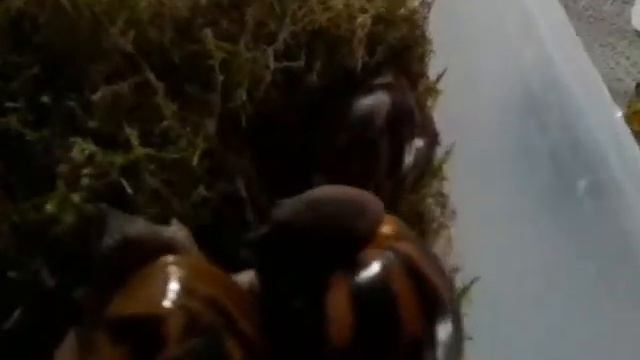 Улитки ахатина ахатина (в народе Тигр) черномордые линии УльХауз смотреть онлайн