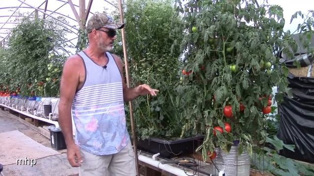Adjusting the Watering Schedule in Dutch Bucket Hydroponics смотреть онлайн