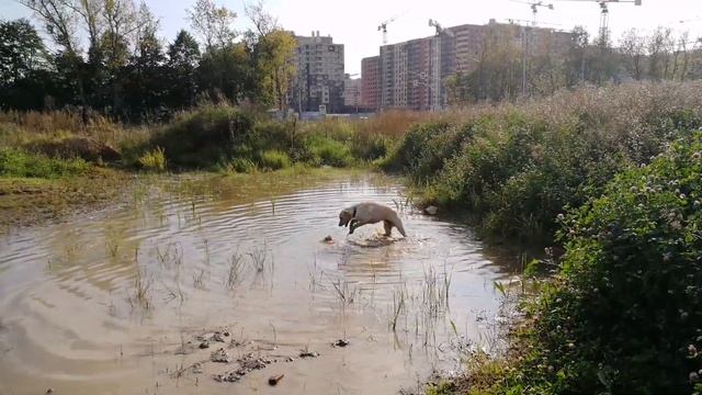 Лабрадор Марли любит воду, лужи и грязь)