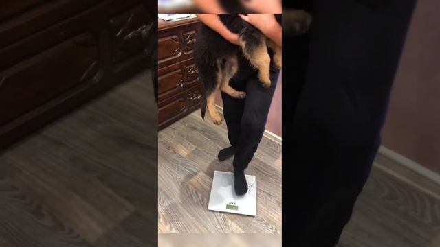 Вес щенков в 2 месяца и 13 дней?.