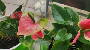 Какой горшок нужен для антуриума, обзор пересаженных растений осенью.