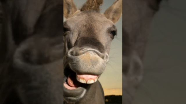 Лезги ватсап ЦУР.прикол.ПОДПИШИСЬ ПО БРАТСКИ💪💪💪