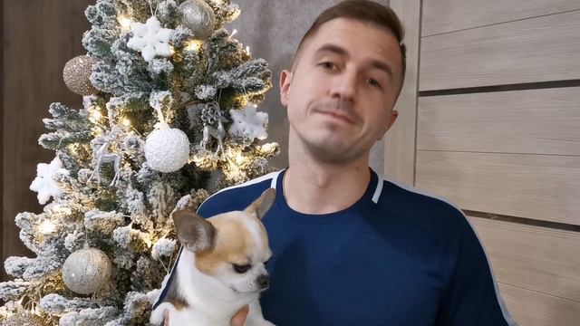 Чихуахуа Фунтик в телевизоре смотреть онлайн