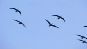 Лебединая верность.