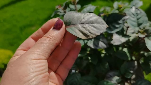 ФУКСИЯ позолотила листочки? Уход за Фуксией в июне смотреть онлайн