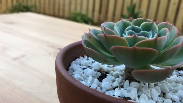 Echeveria Imbricata (Blue Rose Echeveria) - HD Succulent Video (4K) смотреть онлайн