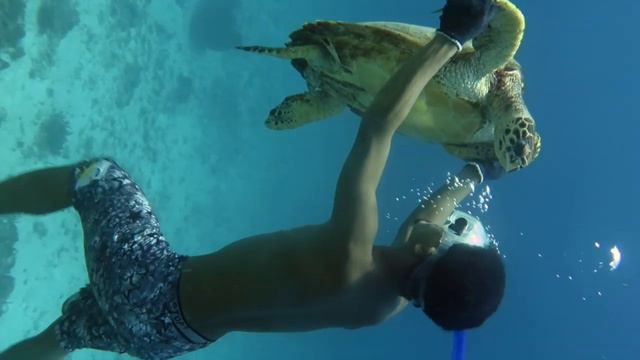 снорклинг на островах Гили смотреть онлайн