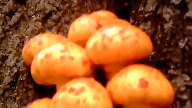 Грибы Чешуйчатки - Королевский опенок. смотреть онлайн