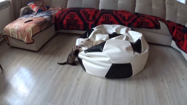 Опять новый питомец, собачка Лола! смотреть онлайн