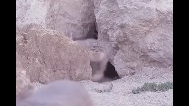 ПРОСТО МИЛЫЕ МАНУЛЫ!!!!!!!!!НИ ЗА ЧТО НЕ ПОСЧИТАЕТЕ СКОЛЬКО ИХ ТУТ!!!!!!!!!!!!!! МНОГО МАНУЛОВ!!!!! смотреть онлайн