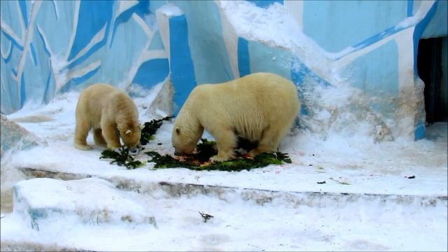 Белые мишки отмечают праздник влюбленных. ( ч.2). 14.02.20 г. смотреть онлайн
