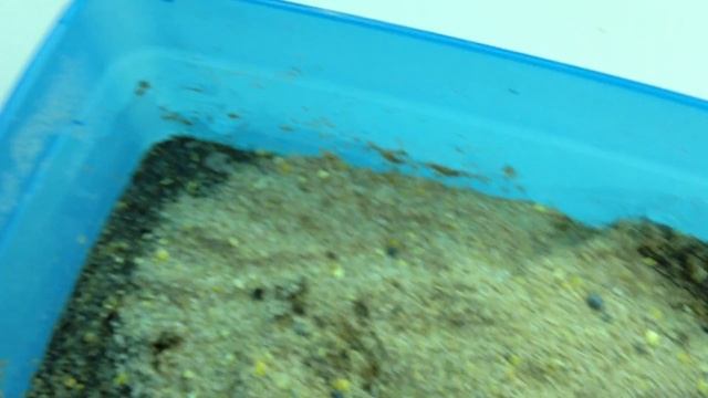 Setting Up Black Soldier Fly Nursery смотреть онлайн