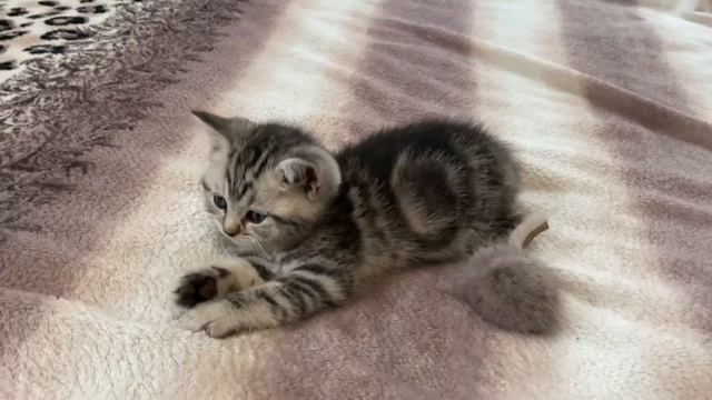 Британский котёнок окраса вискас смотреть онлайн