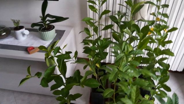 Piantine di Baobab africano in vaso (Adansonia digitata) [Aggiornamento 27/09/2020] смотреть онлайн