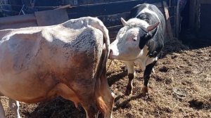 покрыли корову быком корова в охоте