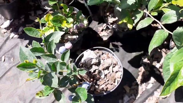 Лохина сорт Дюк. смотреть онлайн