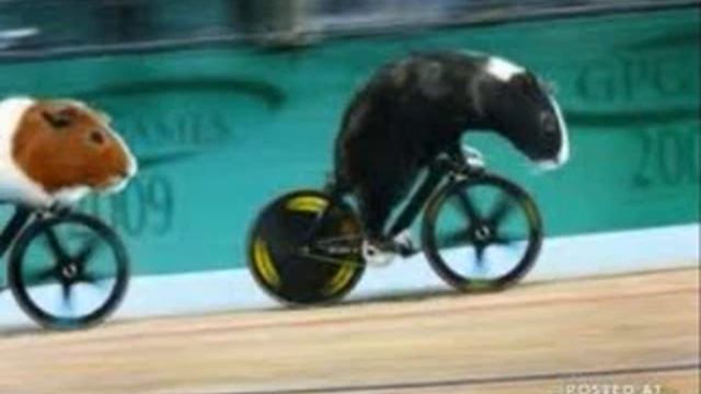 guinea pig games 2012 смотреть онлайн