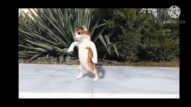 Gassana dagamallata song mixed cat dancing смотреть онлайн
