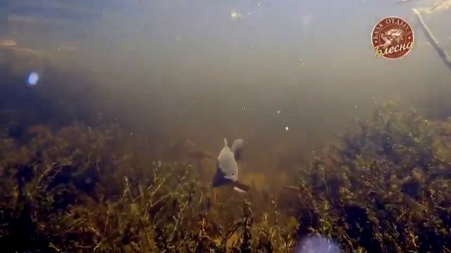 Подводная охота на Блесне смотреть онлайн