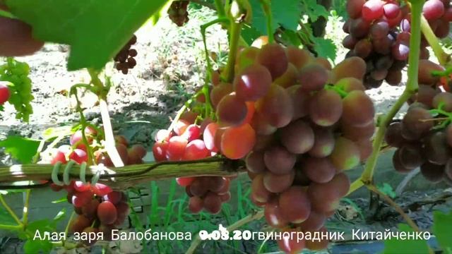 Виноград Алая Заря селекционер Балобанов виноградник Китайченко! смотреть онлайн