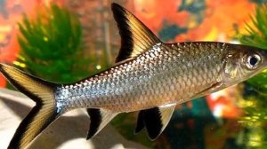 Разведение Аквариумных Рыбок как бизнес идея