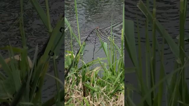 рыбаки вы где)? началась весенняя рыбалка! #весна #фидер #поплавок #рыбалка #карась #природа #река смотреть онлайн