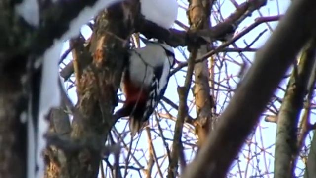 Дятел зимой смотреть онлайн