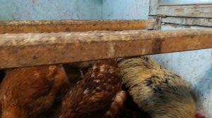 ? ЗИМНИЙ КУРЯТНИК!!!? ВЕНТИЛЯЦИЯ, ВЛАЖНОСТЬ, ОБОГРЕВ. Зимнее содержание КУР НЕСУШЕК. ?