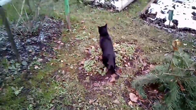 16.05.2018 Новинка! Котик бегает за мышкой смотреть онлайн