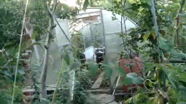 Умная теплица своими руками смотреть онлайн