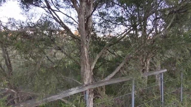 Adult Ringtail Possum released in a great location and disturbed locals from their sleep смотреть онлайн