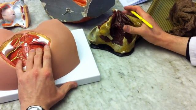 Perineum