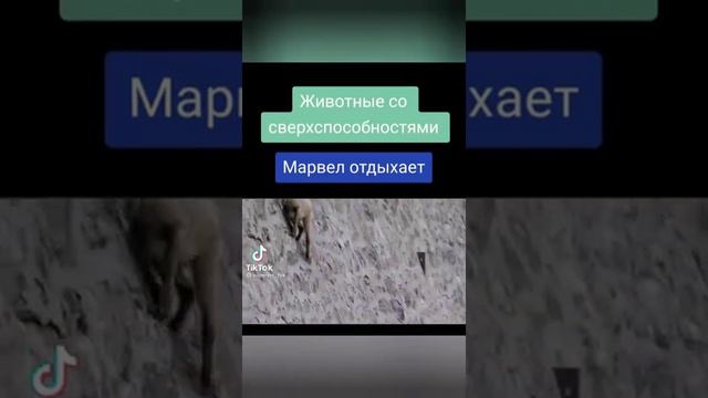 удивительный животный мир смотреть онлайн