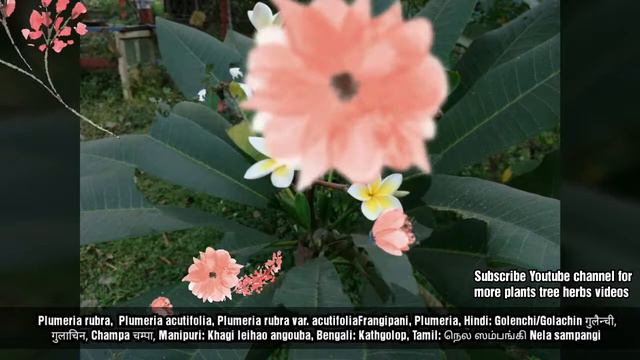 Plumeria rubra, Plumeria acutifolia, Plumeria rubra var. acutifoliaFrangipani, Plumeria, смотреть онлайн