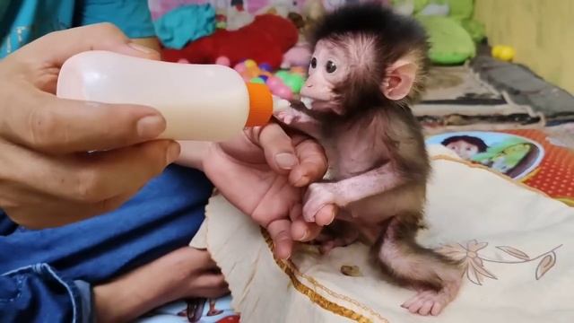 Taught The Baby Monkey Nomi To Be Able To Bite And Eat Grapes