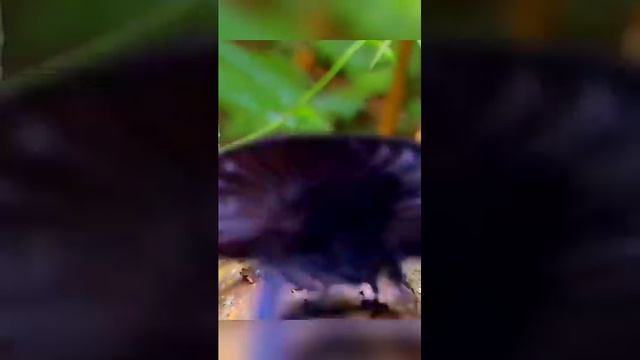 ЭТО ЛЮБОВЬ в ТЕМНЫХ ТОНАХ :)