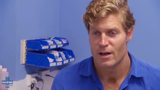 Weirdest Looking Animals! 😲 | Bondi Vet Compilation | Bondi Vet смотреть онлайн