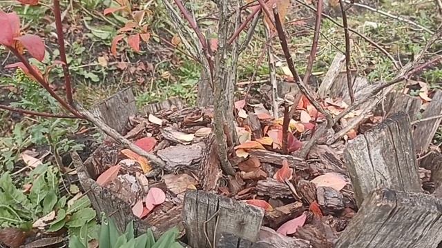 Садовая брусника, голубика и клюква смотреть онлайн