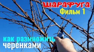 Шарафуга Фильм 1 - Как Размножить Черенками. Секреты Садовода.