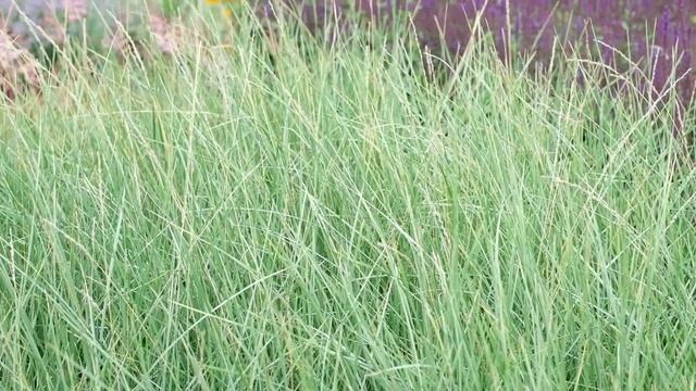 Овсяница Мейера (Мейери Мэра) 