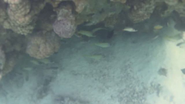 Рыбы Красного моря - Лагуна. смотреть онлайн