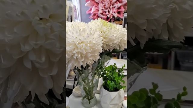 Секрет долгого цветения хризантем #хризантема #секрет #советысадоводу #совет #цветы #идеи #радость смотреть онлайн