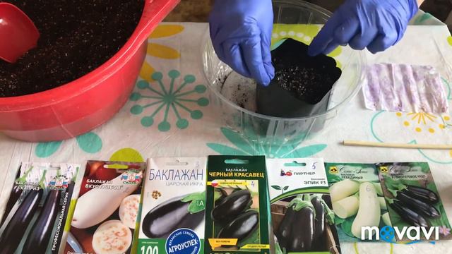 Посадка баклажана 🍆 в землю, пророщенного в закрутке 🌱 смотреть онлайн
