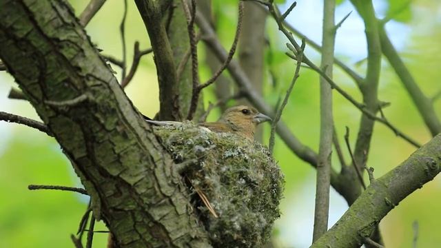Фотоохота: Зяблик в гнезде греет птенцов смотреть онлайн