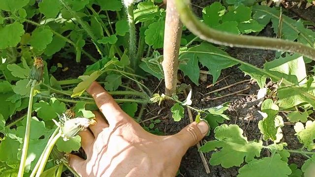 Павловния Войлочная Томентоза Перезимовала в Черноземье успешно :-)) смотреть онлайн