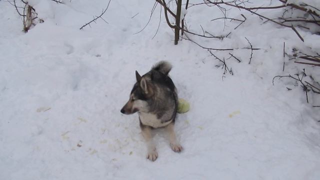 КАК ЖЕ ХОРОШО ЗИМОЙ ЛАЙКАМ!!! смотреть онлайн