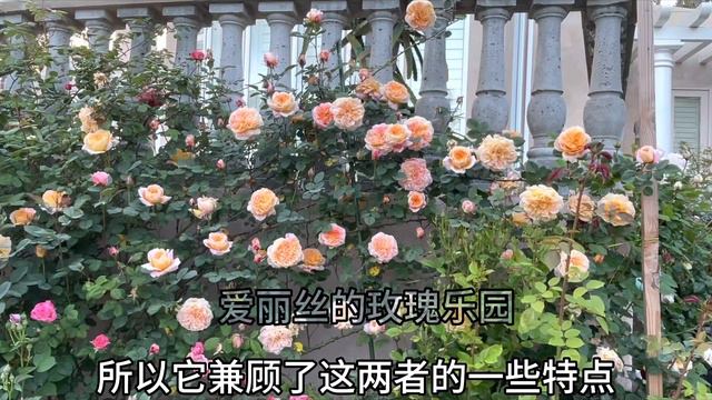 品种介绍：大藤本印象派 The Impressionist, 花朵又大又美！