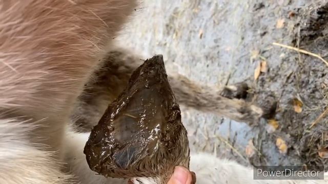 Стрижка копыт ослу смотреть онлайн